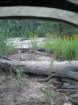 sequoianp409_small.jpg