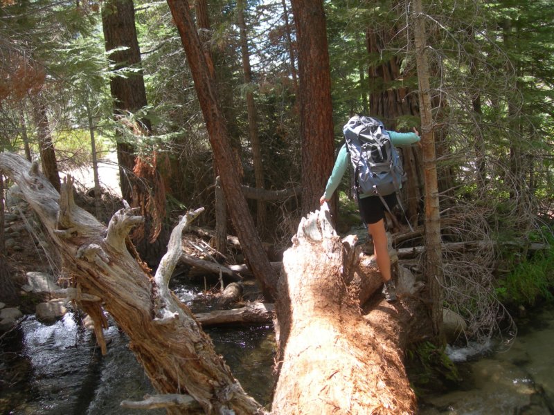 sequoianp431.jpg