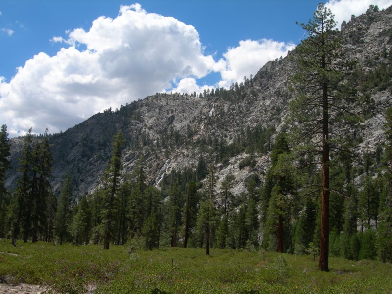 sequoianp433.jpg