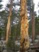 sequoianp502_small.jpg