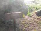 sequoianp517_small.jpg