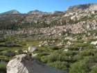 sequoianp522_small.jpg