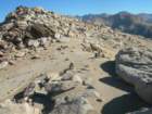 sequoianp562_small.jpg