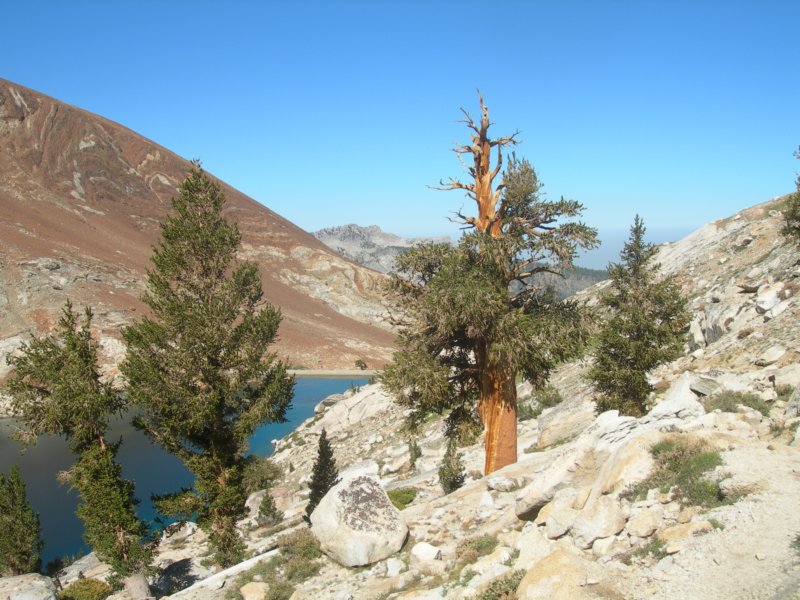 sequoianp583.jpg