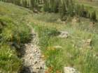 sequoianp609_small.jpg
