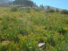 sequoianp611_small.jpg