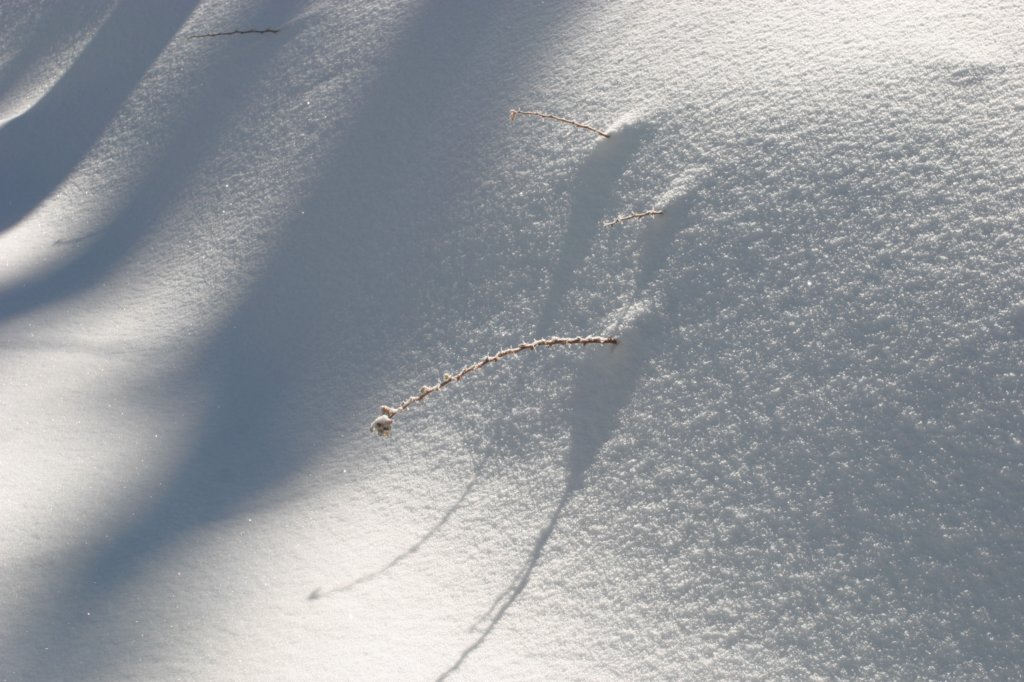 snowshoetrip_057.jpg