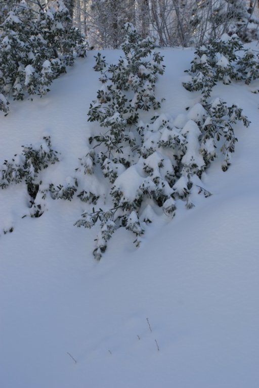 snowshoetrip_060.jpg