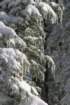 snowshoetrip_075_small.jpg