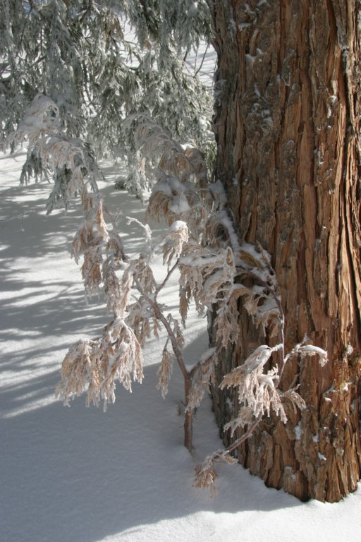 snowshoetrip_079.jpg