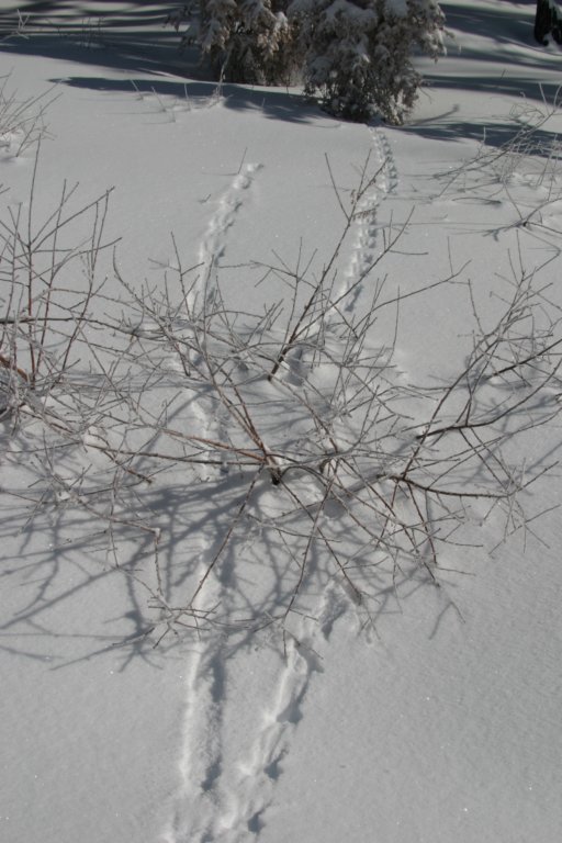 snowshoetrip_088.jpg