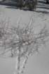 snowshoetrip_088_small.jpg