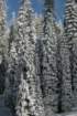 snowshoetrip_143_small.jpg