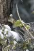 snowshoetrip_201_small.jpg