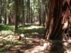 grandcanyon210_small.jpg
