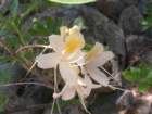 grandcanyon229_small.jpg