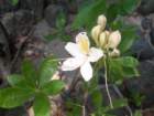 grandcanyon230_small.jpg