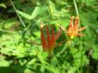 grandcanyon316_small.jpg