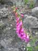 lostcoast2008_201_small.jpg