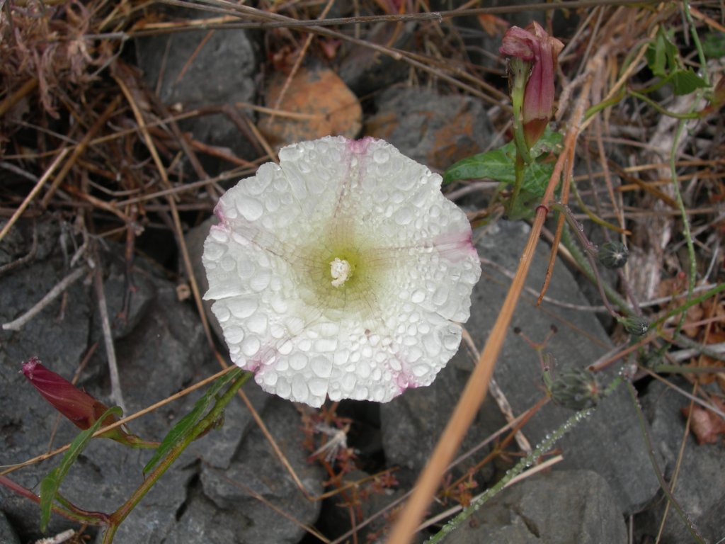 lostcoast2008_221.jpg