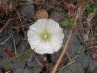 lostcoast2008_221_small.jpg