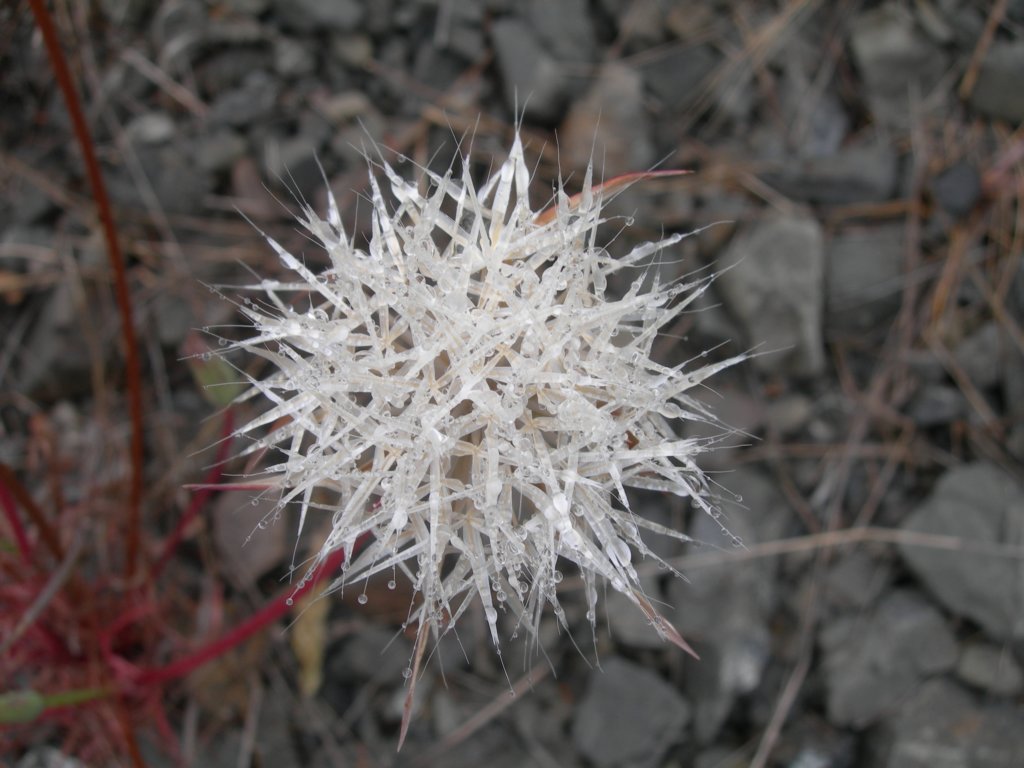 lostcoast2008_226.jpg