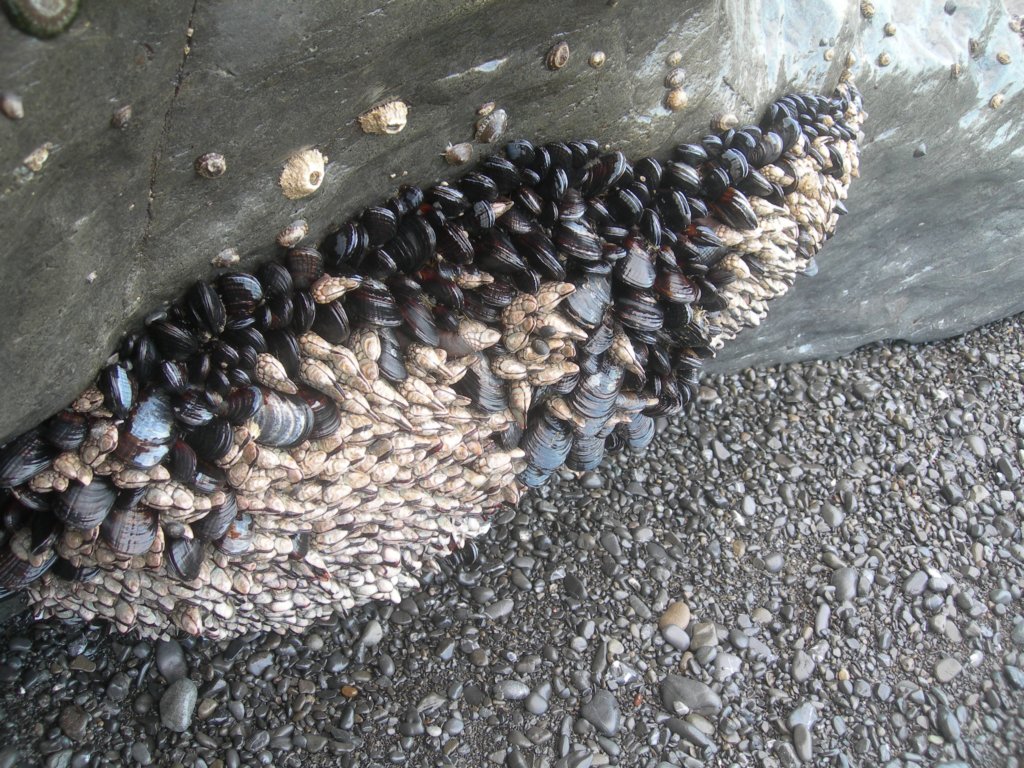 lostcoast2008_336.jpg