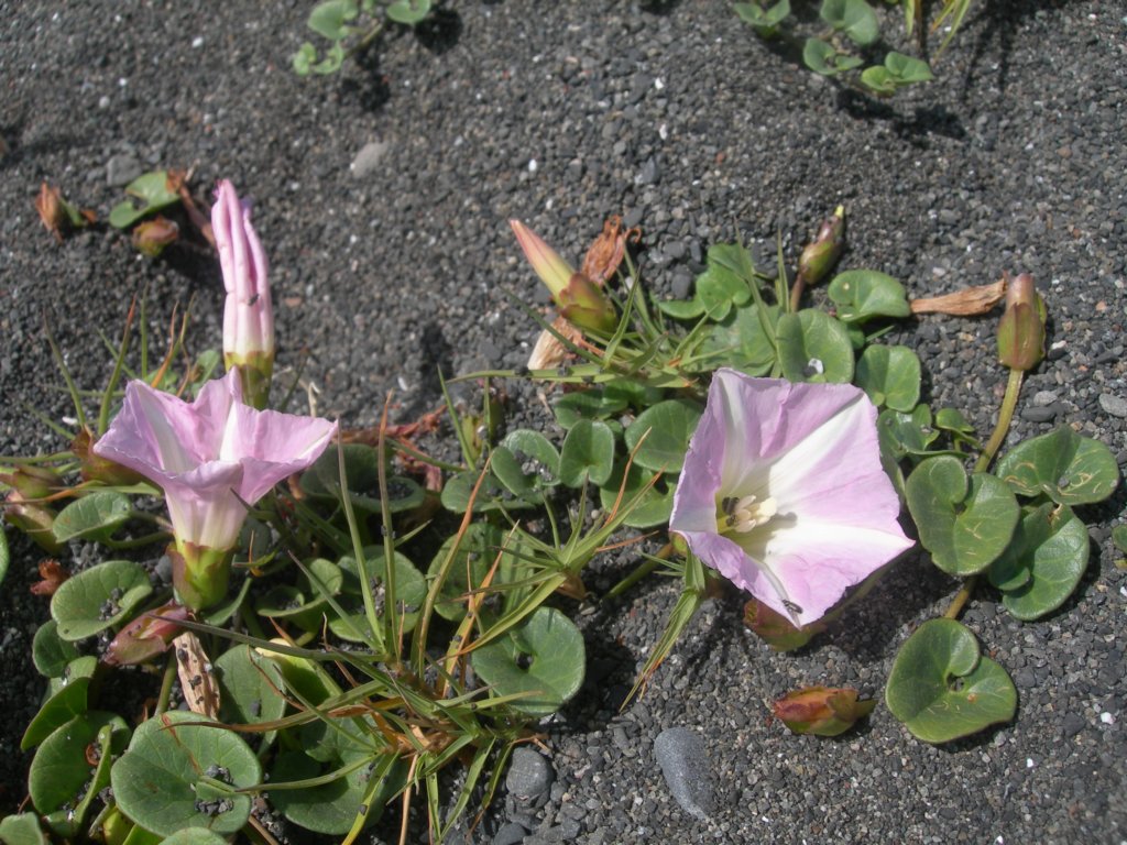 lostcoast2008_414.jpg