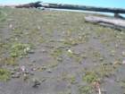lostcoast2008_416_small.jpg
