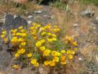lostcoast2008_417_small.jpg