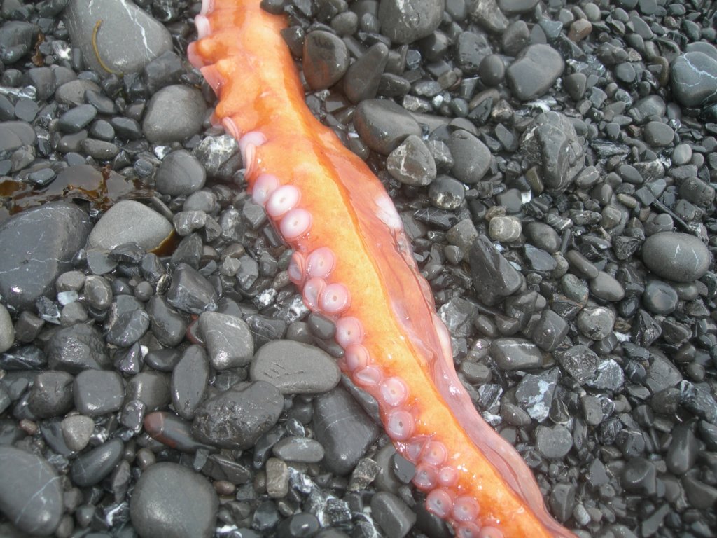 lostcoast2008_502.jpg