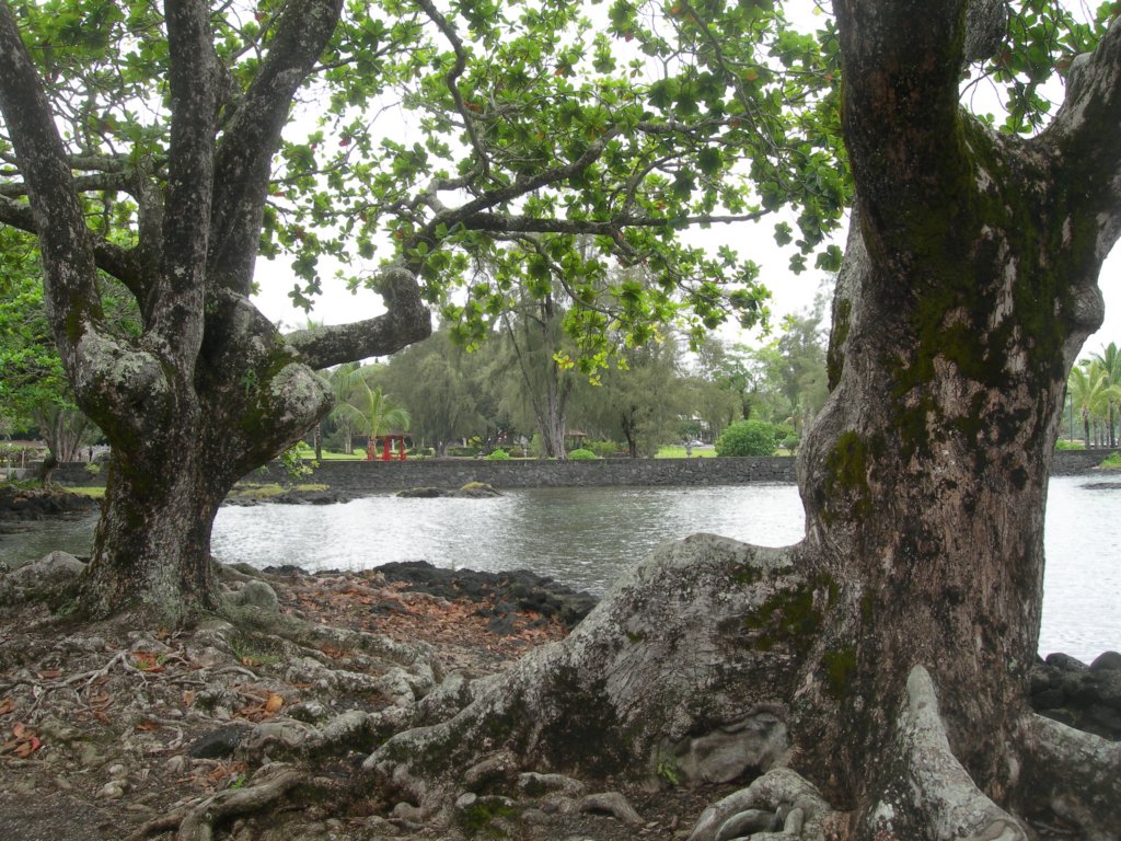 hawaii_sep08129.jpg