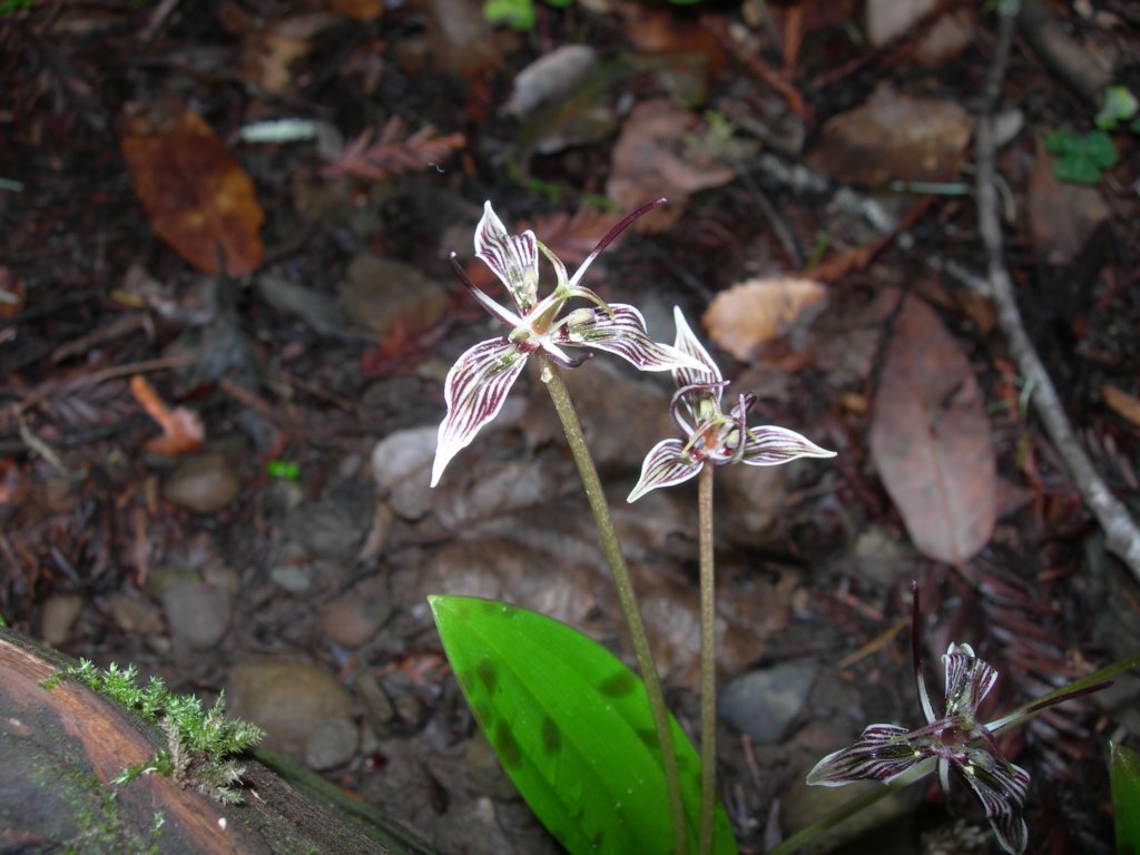 muirwoods025.jpg