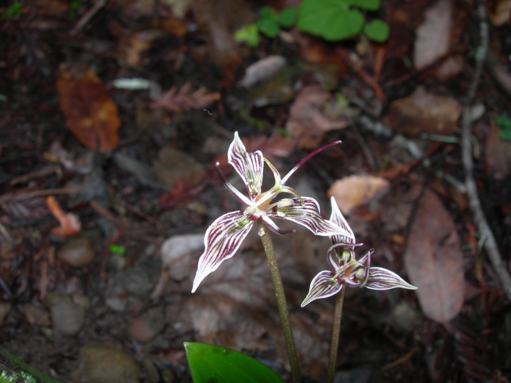 muirwoods027.jpg