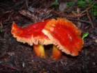 muirwoods050_small.jpg