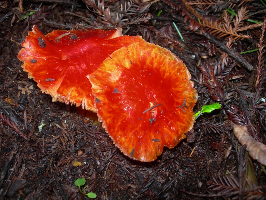 muirwoods051.jpg