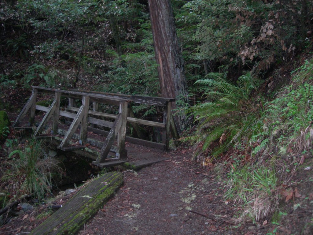 muirwoods057.jpg