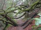 muirwoods059_small.jpg