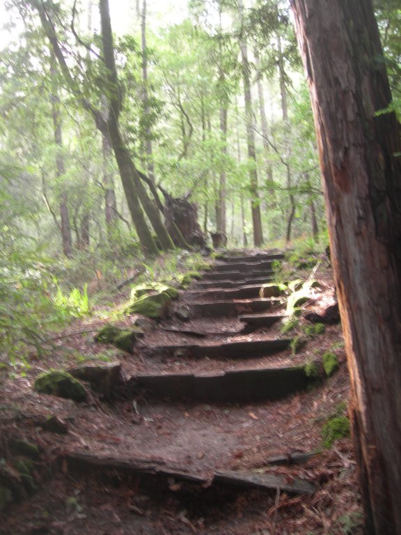 muirwoods066.jpg