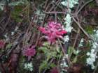 muirwoods071_small.jpg