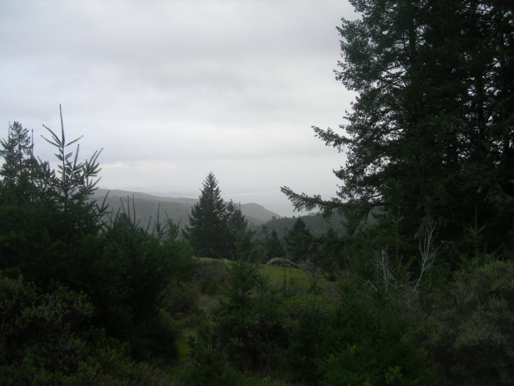 muirwoods072.jpg