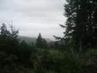 muirwoods072_small.jpg