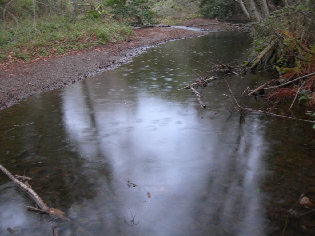 muirwoods077.jpg