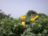 monterey2009001_small.jpg