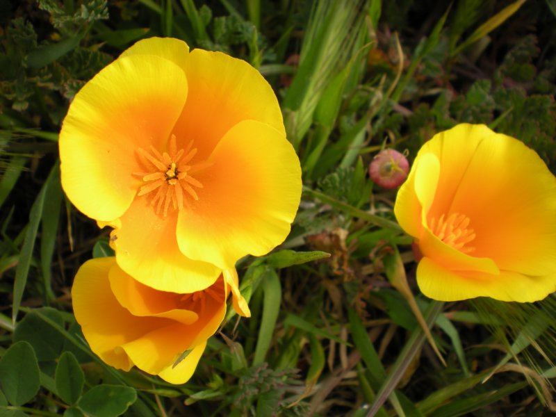 monterey2009003.jpg