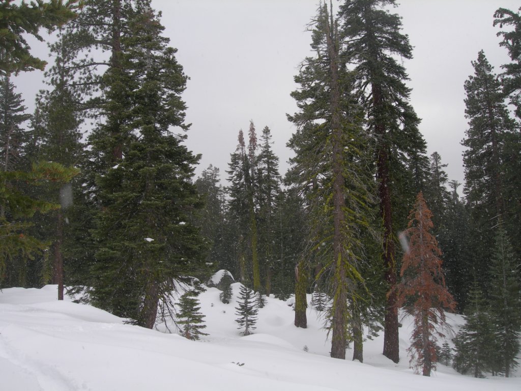 newyearsnowcamp024.jpg