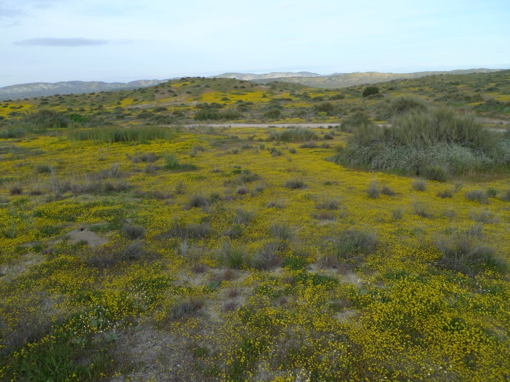 carizzoplains066.jpg