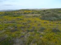 carizzoplains066_small.jpg