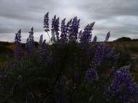 carizzoplains083_small.jpg