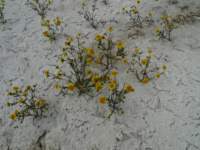 carizzoplains245_small.jpg